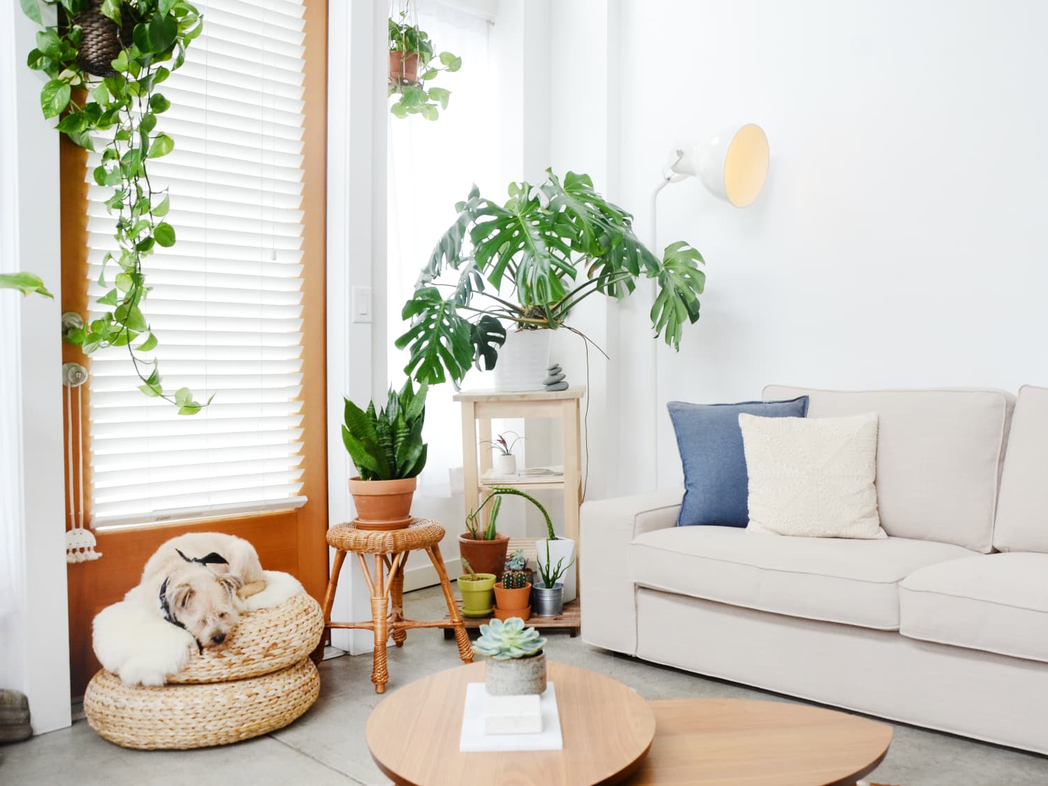 Apt size sleeper sofa sales